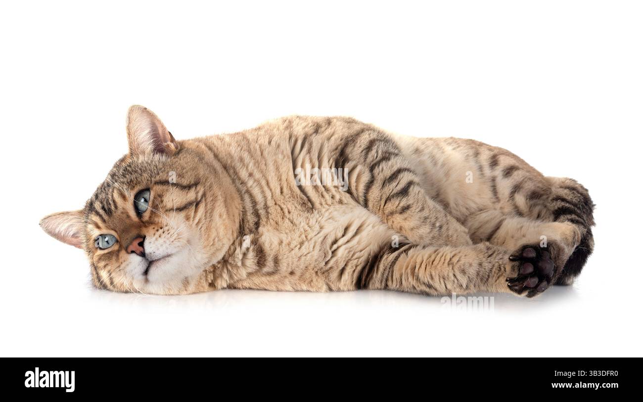 bengal cat in front of white background Stock Photo