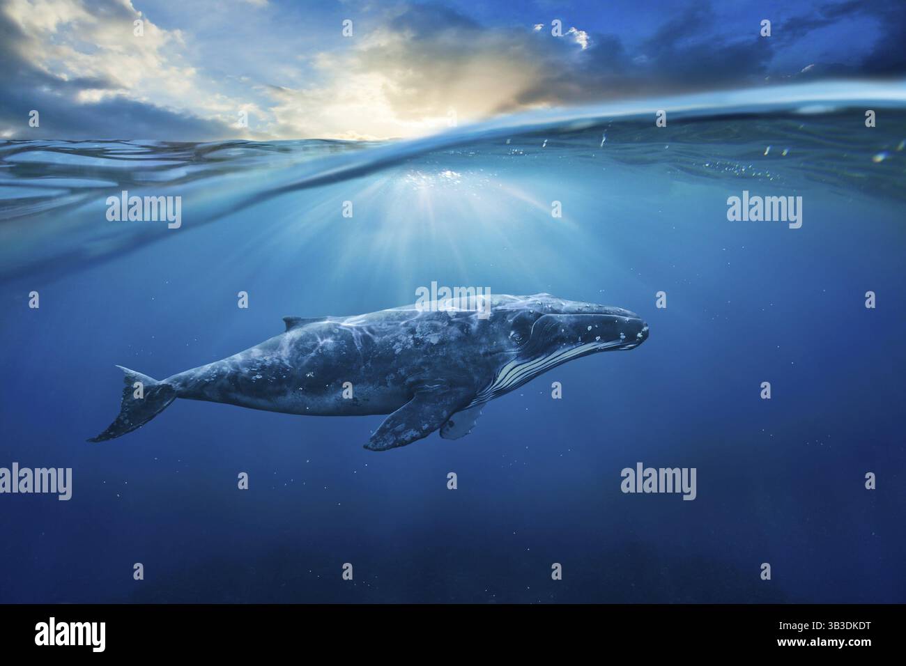 Whale migrations in sea hi-res stock photography and images - Alamy