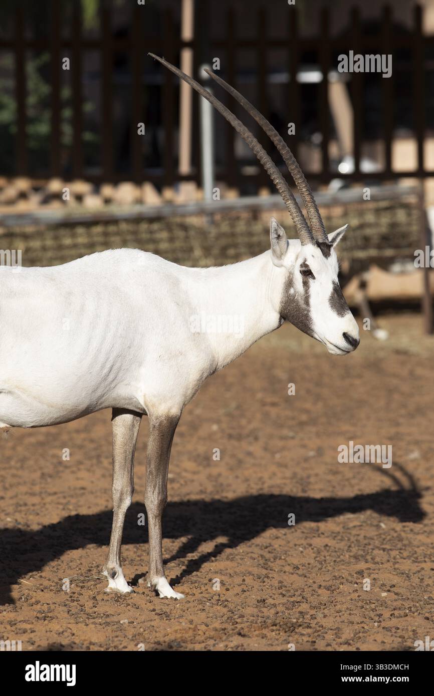Oryx desert camp oman hi-res stock photography and images - Alamy