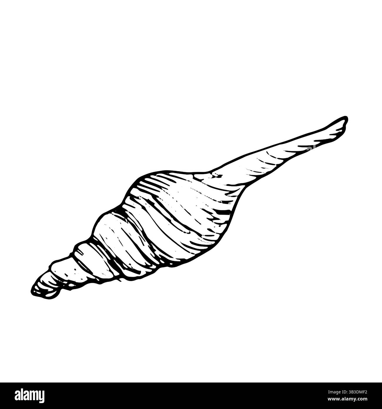 Strombus clam shell, black and white ink sketch.Vector illustration. Beige spiral shell of the underwater world of the ocean, isolated on a white back Stock Vector