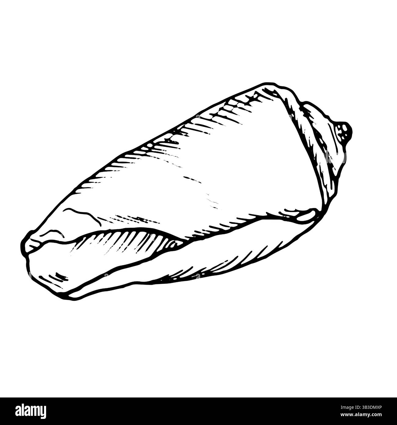 Strombus clam shell, black and white ink sketch.Vector illustration ...