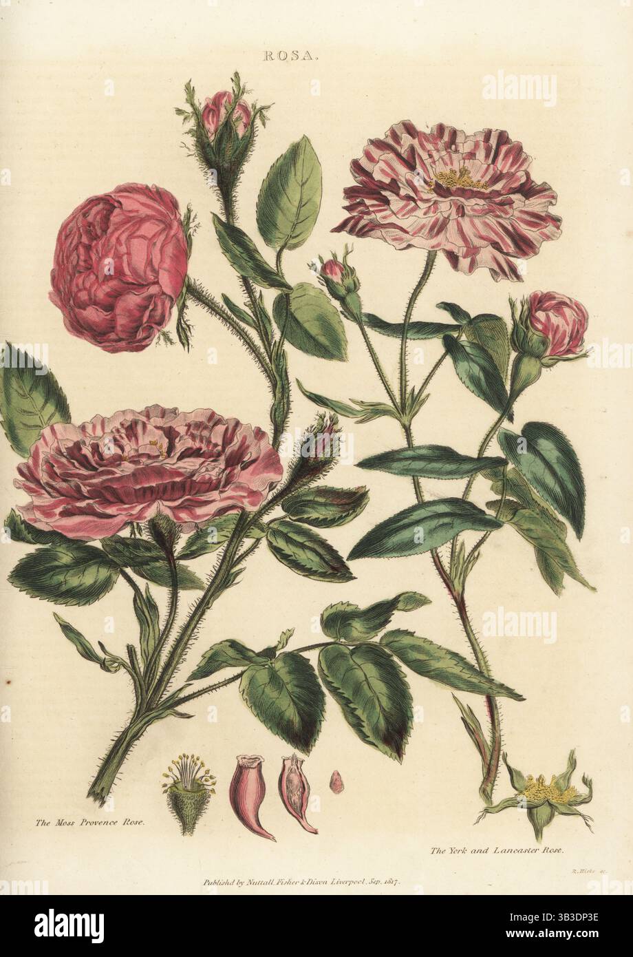 Illustration rosa centifolia provence rose hi-res stock