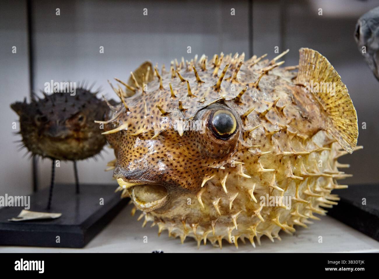 Taxidermied Porcupinefish with Prominent Spikes and Large Eyes ...