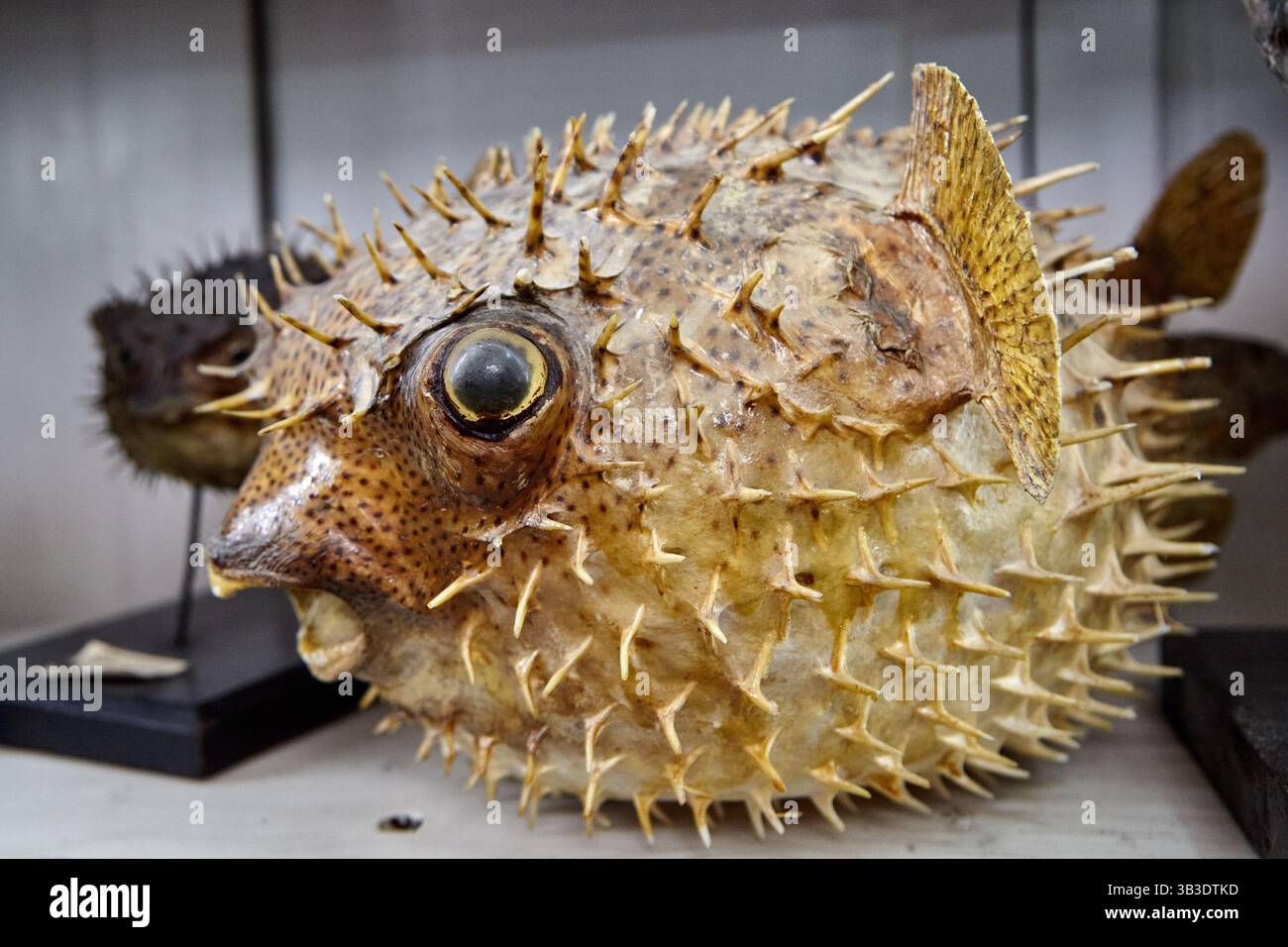 Taxidermied porcupinefish hi-res stock photography and images - Alamy