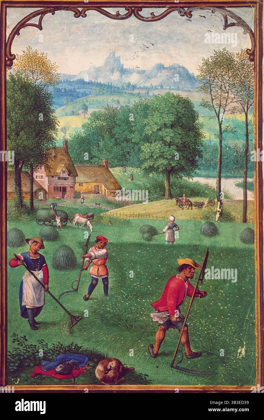 Harvesting, late 15th century. Men use scythes to cut the hay while ...