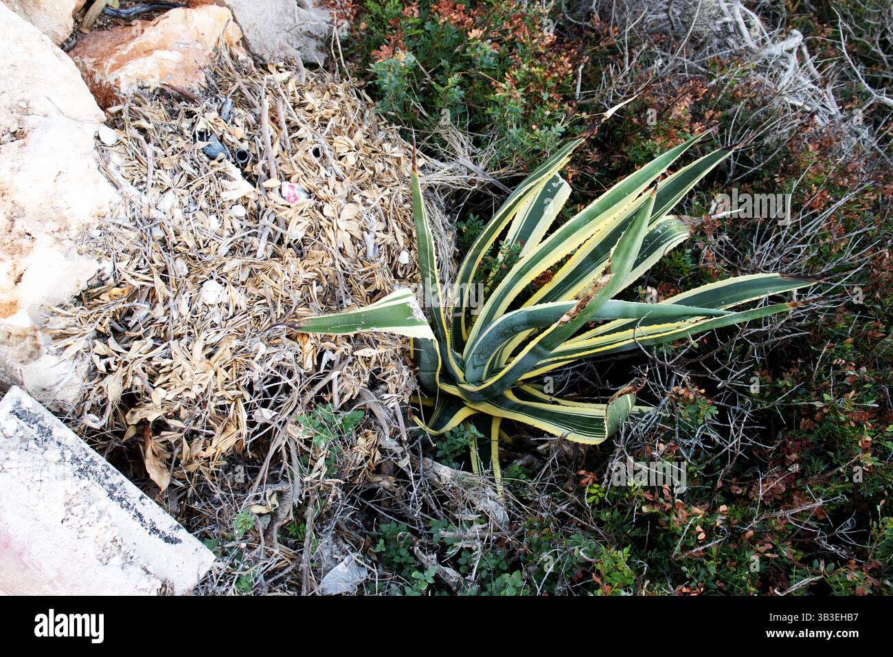 young Variegated Agave or Century Plant or American Aloe Variegata ...