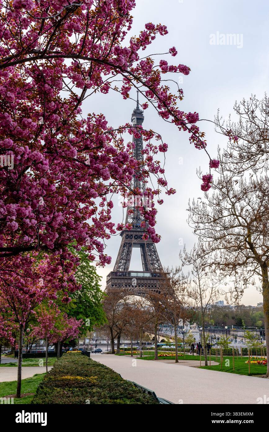Paris, France, 04.04.2025 Beautiful Japanese cherry blossom with in the background the Eiffel Tower Stock Photo