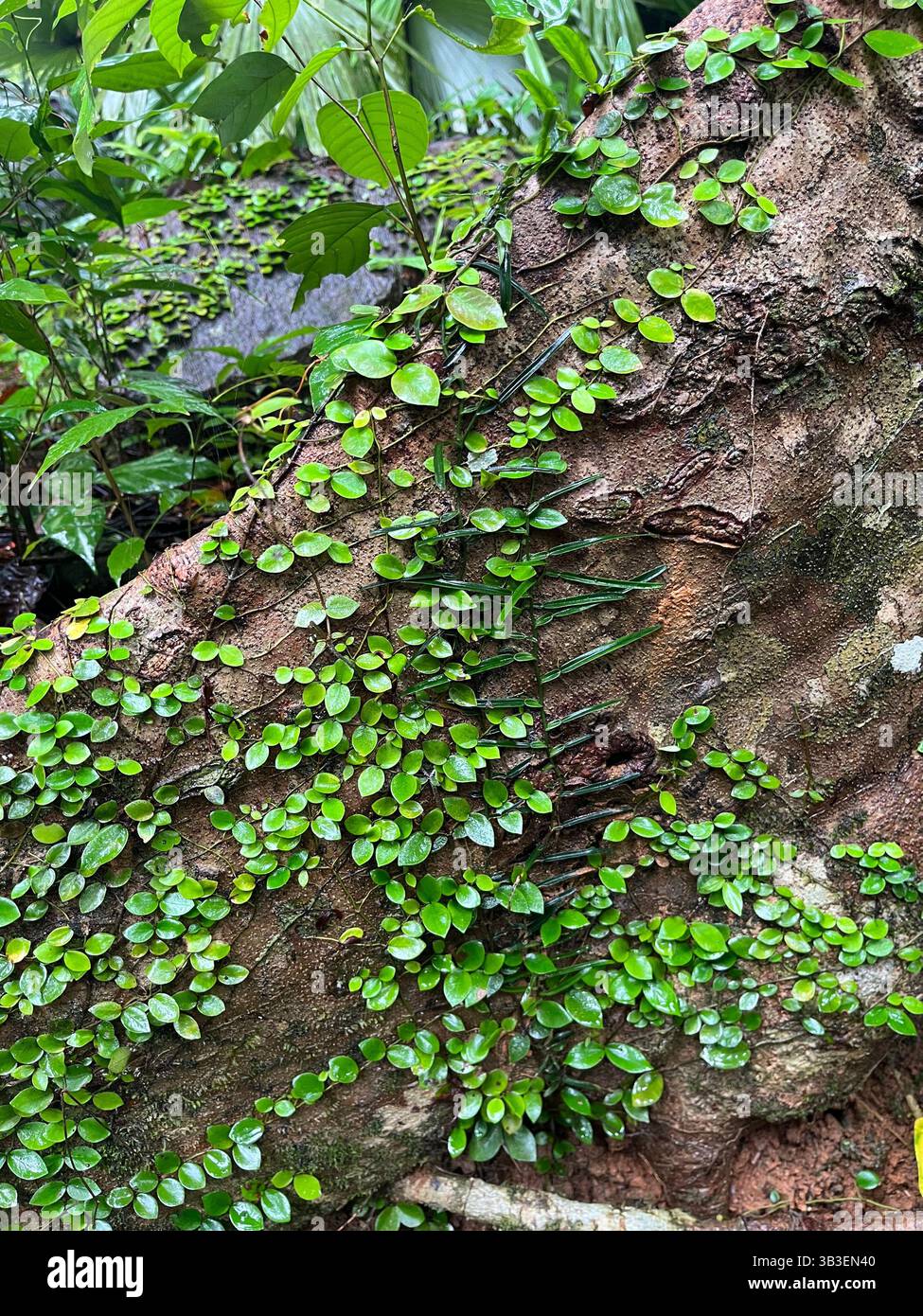 green creeper - Smartphone Captured Stock Image