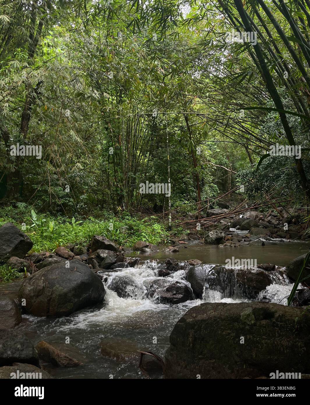 flowing river in Thailand jungle - Smartphone Captured Stock Image