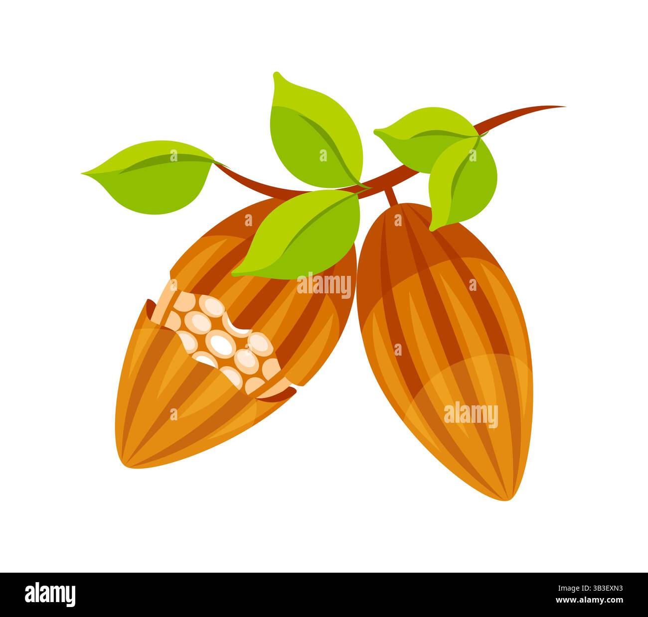 Cocoa beans growing on tree branch with leaves Stock Vector
