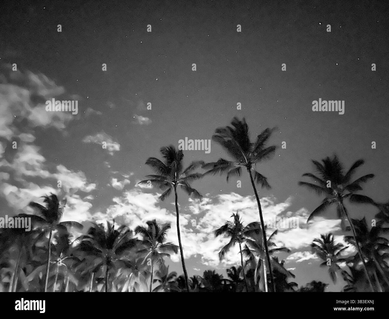 Shades of palm trees Black and White Stock Photos & Images - Alamy