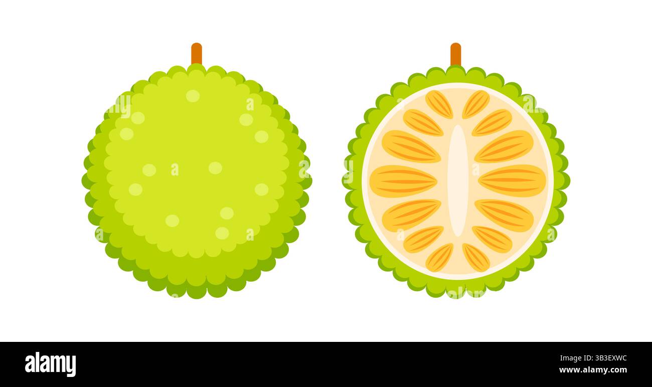 Whole and halved breadfruit showing its internal structure Stock Vector