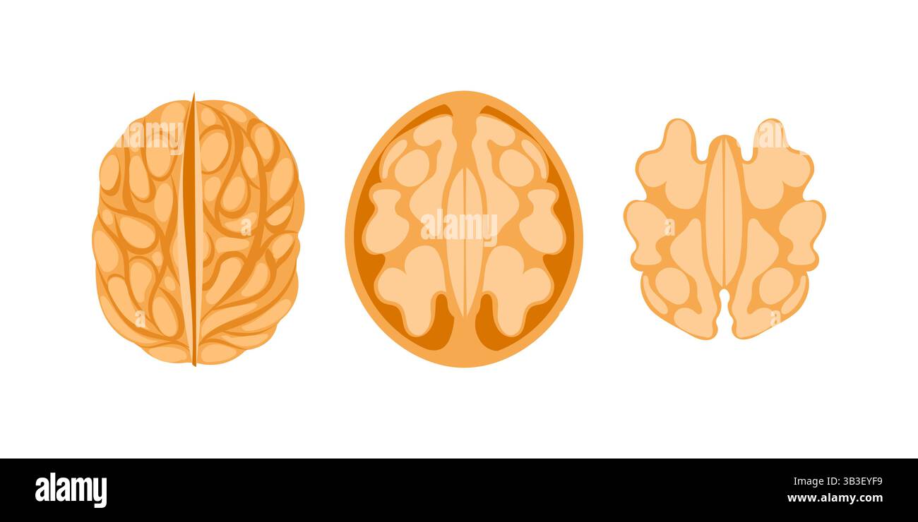Walnut Kernel Showing Three Different Viewpoints on White Background Stock Vector