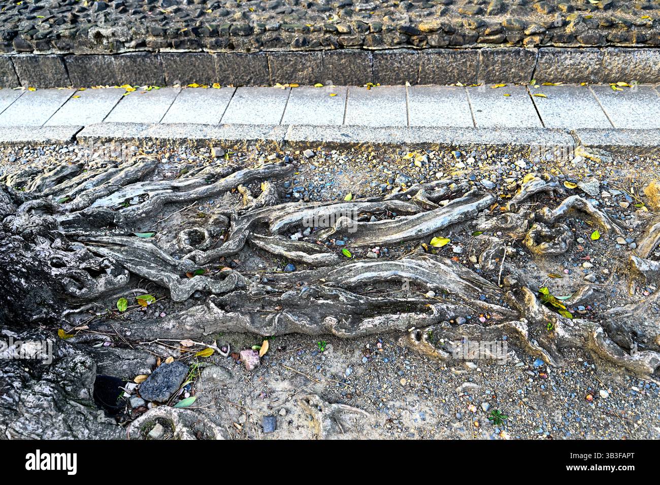 tree roots Kyoto Gyoen National Garden Kyoto Japan Stock Photo - Alamy