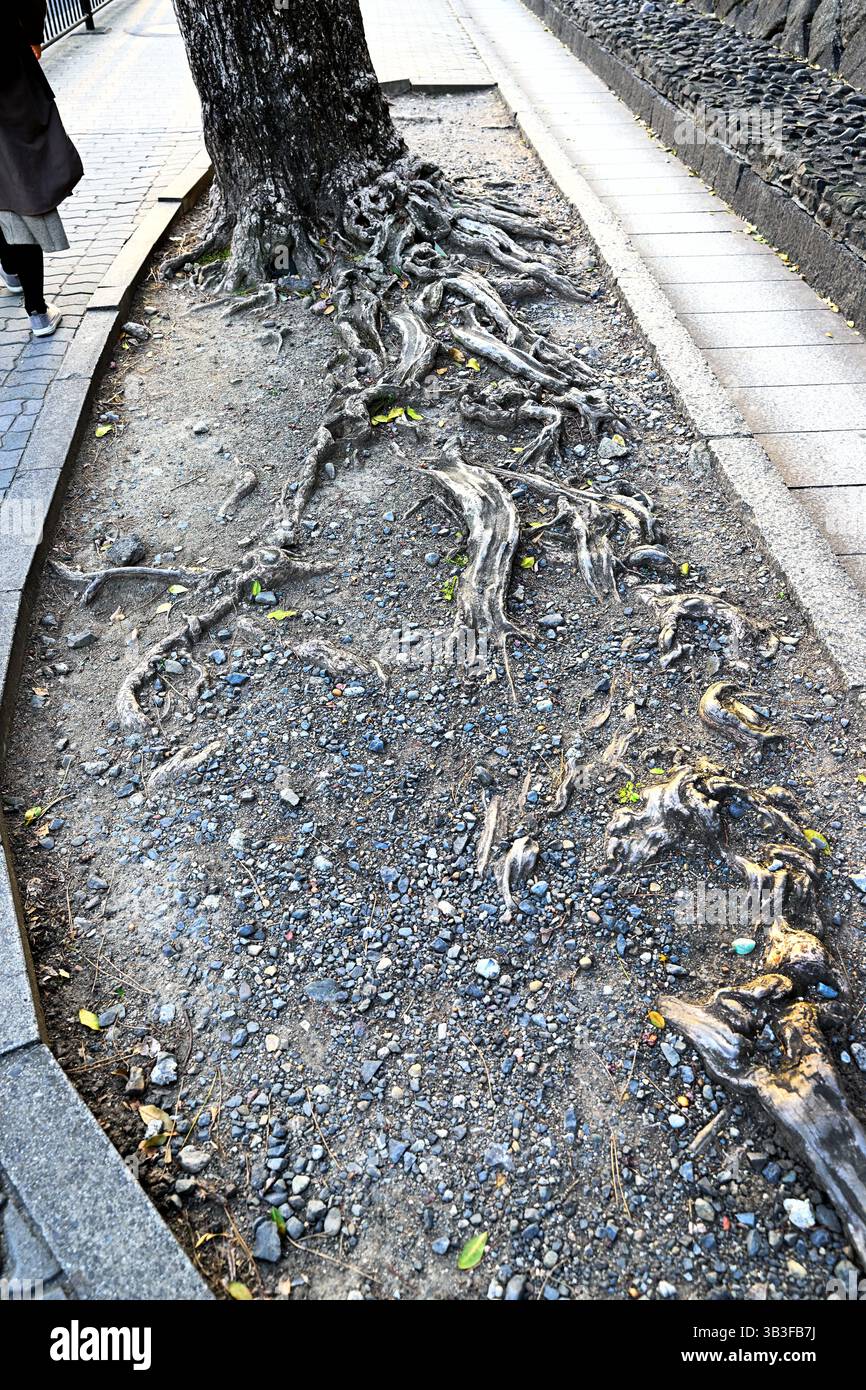 tree roots Kyoto Gyoen National Garden Kyoto Japan Stock Photo - Alamy