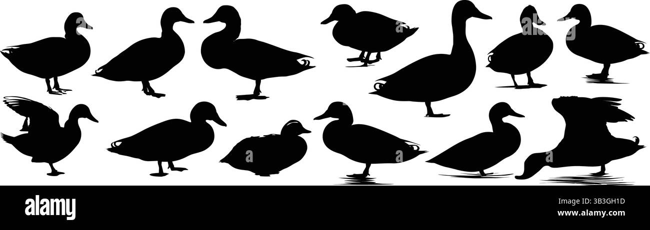 Diverse Collection of Black Duck Silhouettes in Various Poses and Activities Stock Vector