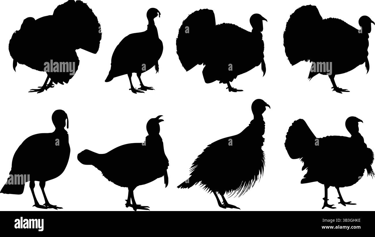Collection of Black Turkey Silhouettes Displaying Various Poses and Plumage Stock Vector