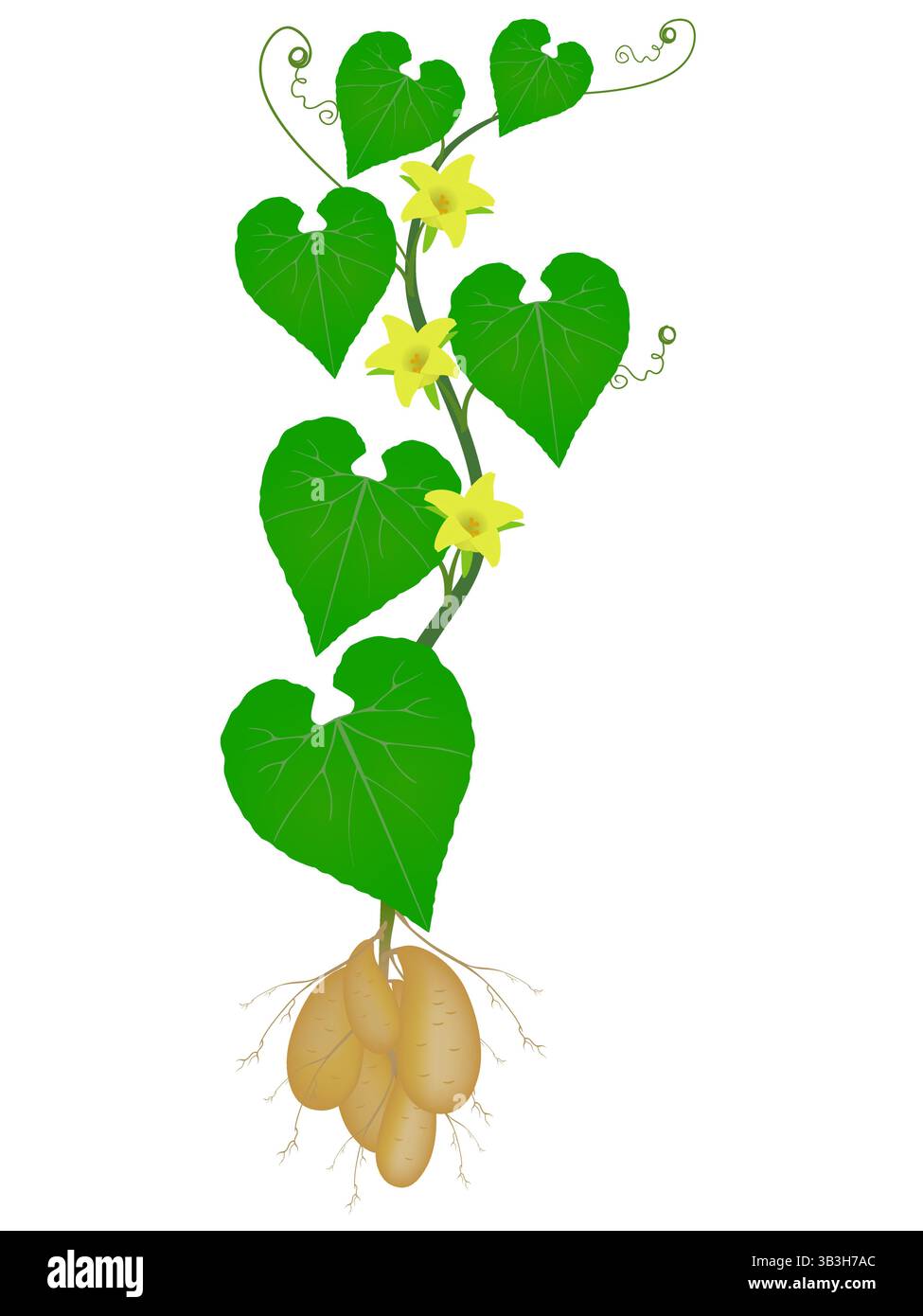 Tladianta dubious plant with flowers on a white background Stock Vector ...