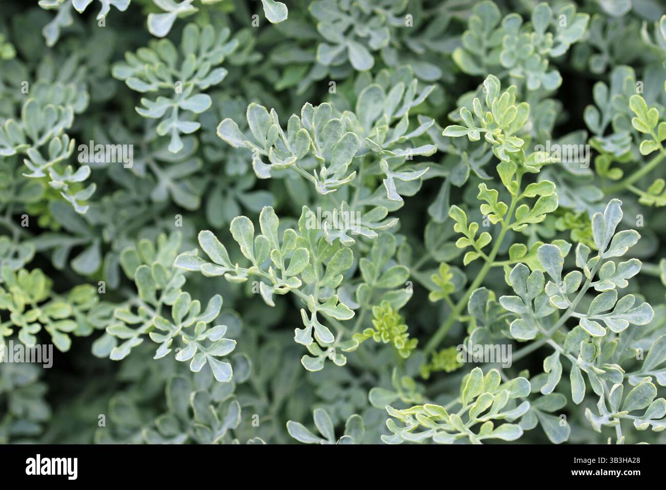 Red Ruta Plant Herb rue, Ruta graveolens, leaves in close up with a blurred background ...