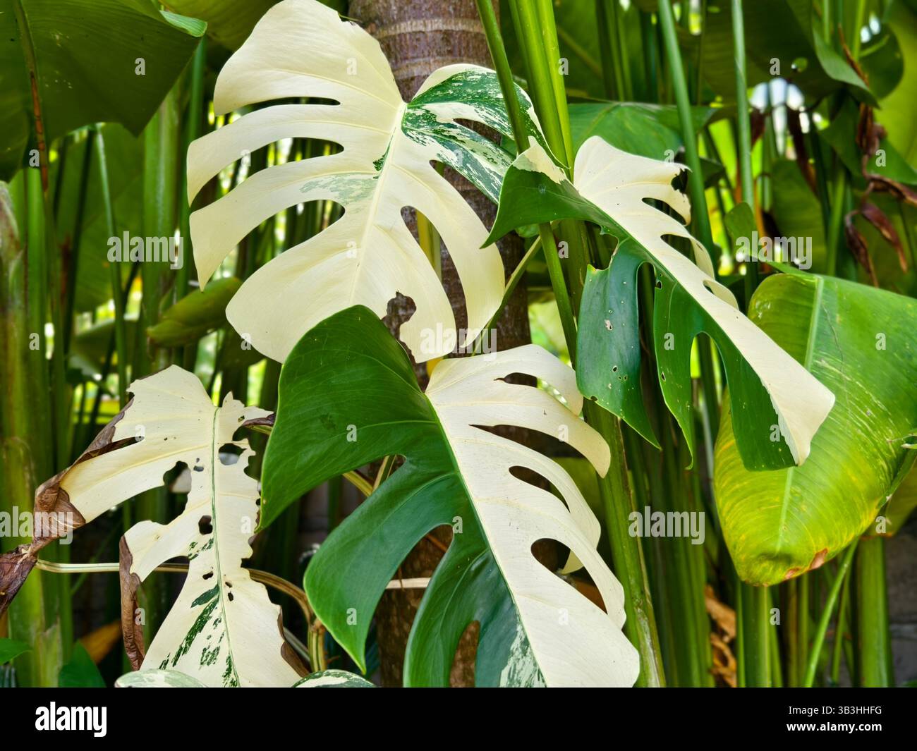 Variegated monstera deliciosa hi-res stock photography and