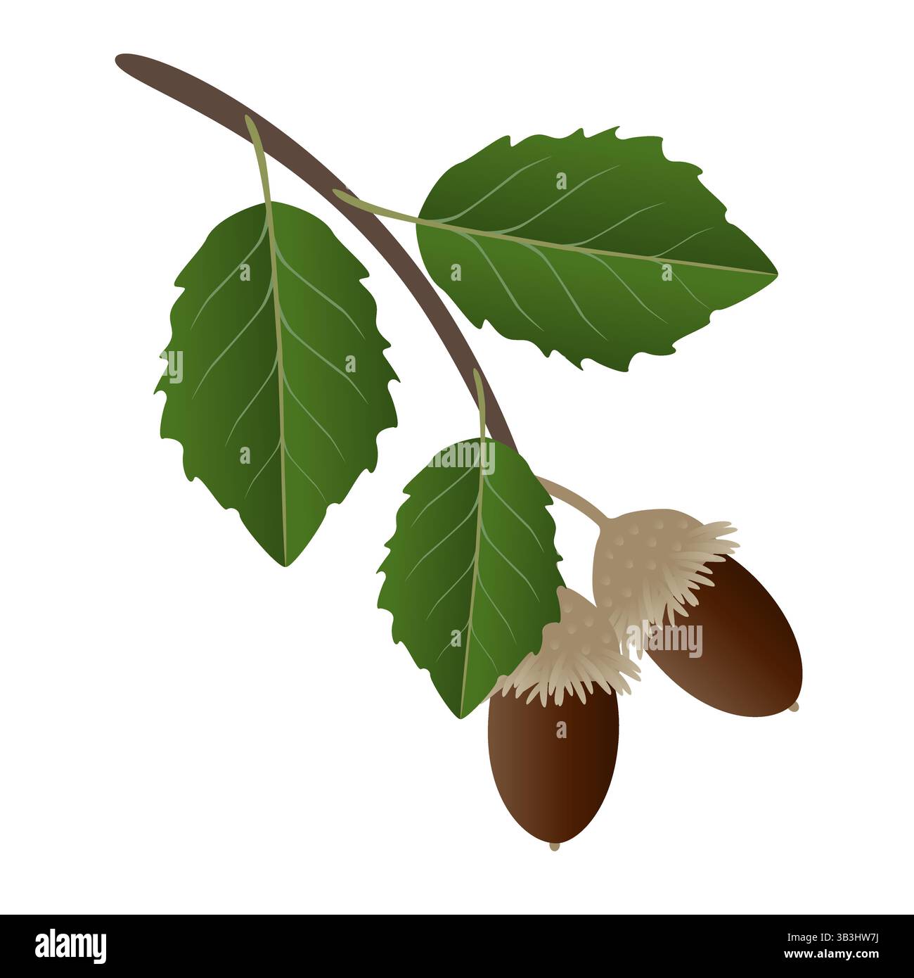 A branch with acorns and cork oak leaves on a white background Stock ...