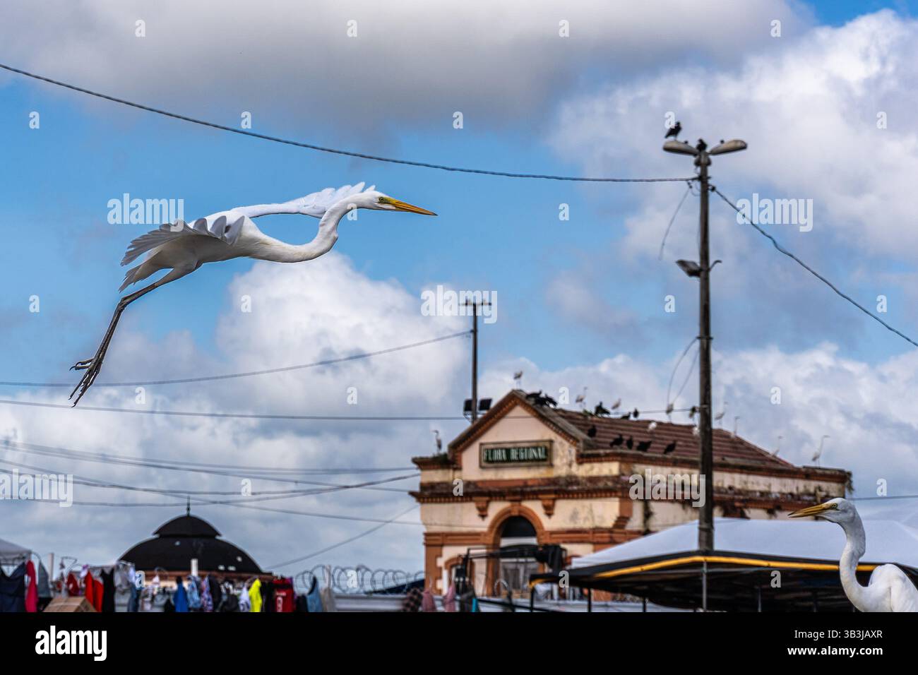 The Pedra do Peixe fish market at Belem, State of Para, Amazon region ...