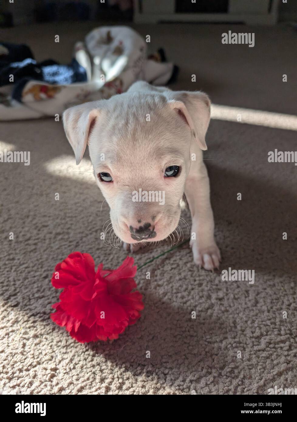 Pit Puppy Playing - Smartphone Captured Stock Image