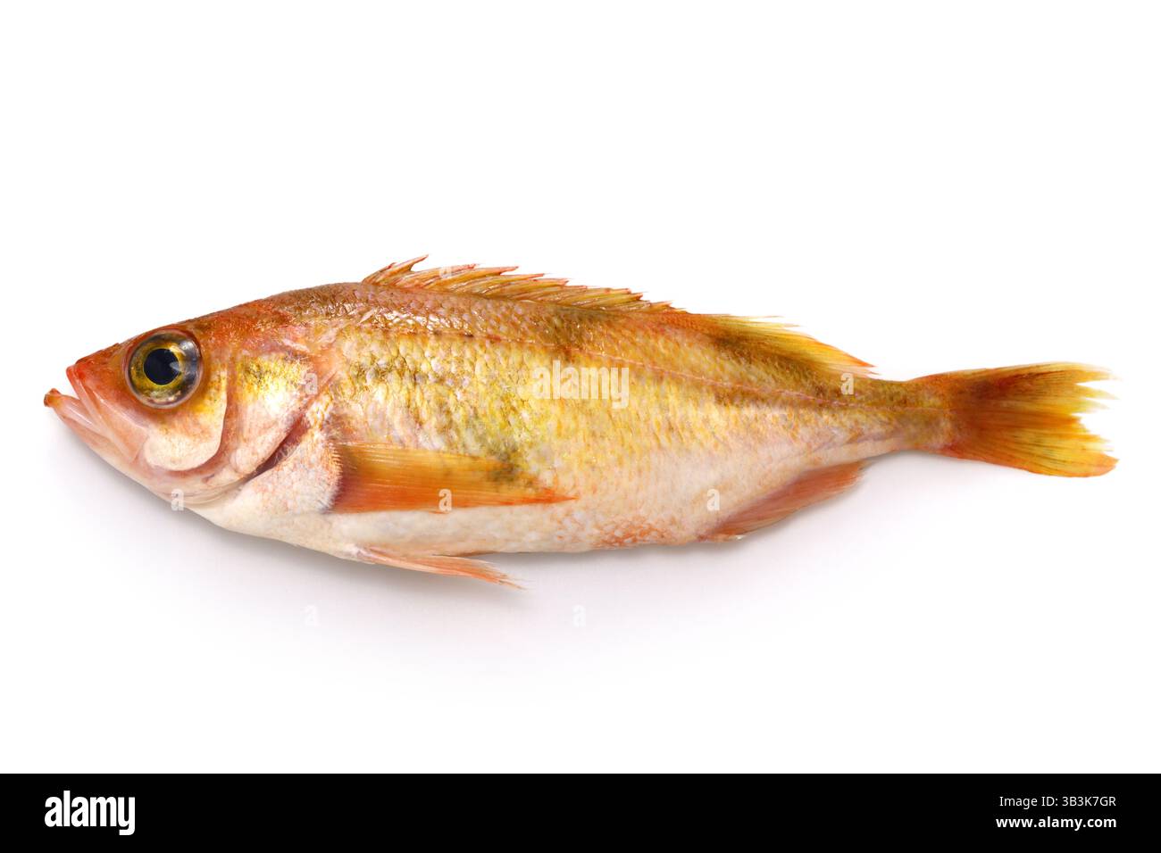 sebastes owstoni isolated on white background Stock Photo - Alamy