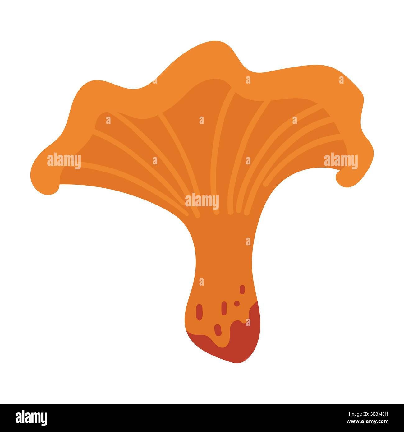 Hand Drawn Chanterelle Mushroom Illustration Isolated on White Background. Autumn Forest Harvest. Fall Season Flora Stock Vector