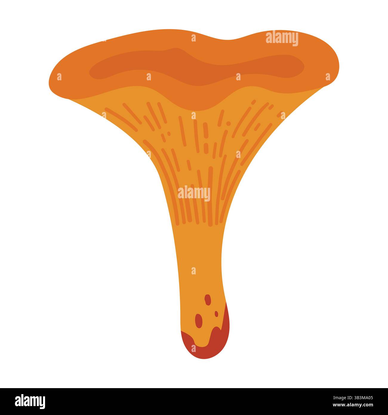 Hand Drawn Chanterelle Mushroom Illustration Isolated on White Background. Autumn Forest Harvest. Fall Season Flora Stock Vector