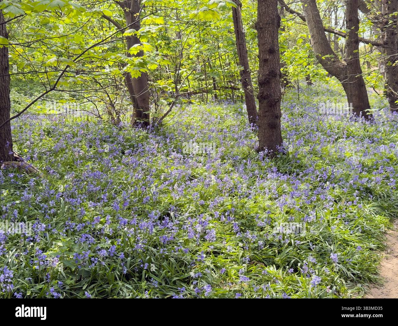 Bluebells in the woods at Formby Merseyside 29.4.25 - Smartphone Captured Stock Image