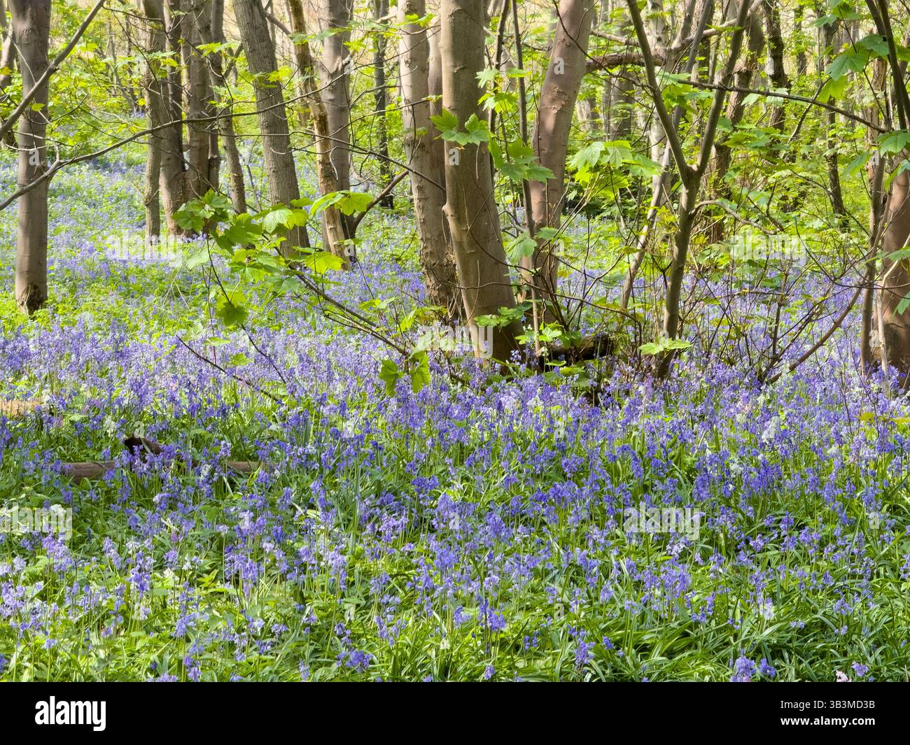 Bluebells in the woods at Formby Merseyside 29.4.25 - Smartphone Captured Stock Image