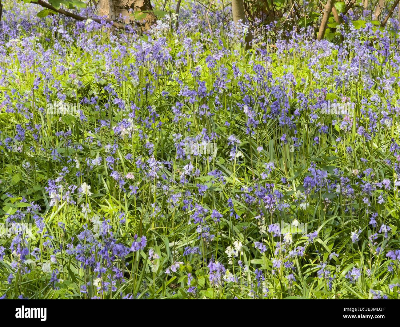 Bluebells in the woods at Formby Merseyside 29.4.25 - Smartphone Captured Stock Image