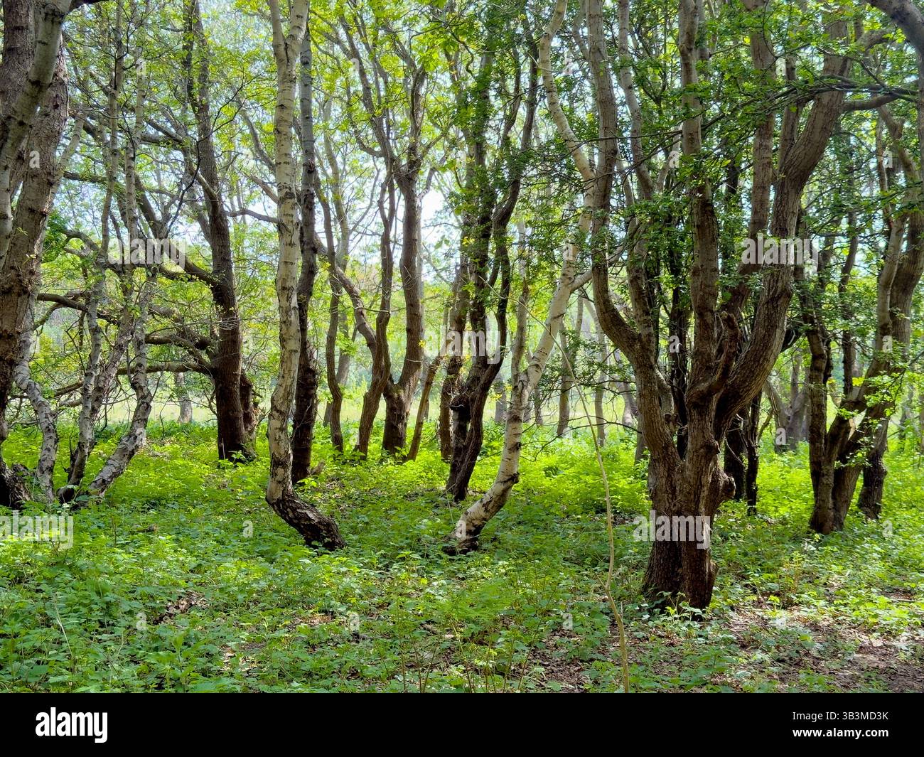 Coniferous woodland at Formby Sand Dunes nature reserve, near Formby, Lancashire, England - Smartphone Captured Stock Image