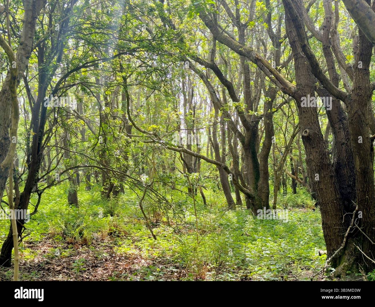 Coniferous woodland at Formby Sand Dunes nature reserve, near Formby, Lancashire, England - Smartphone Captured Stock Image