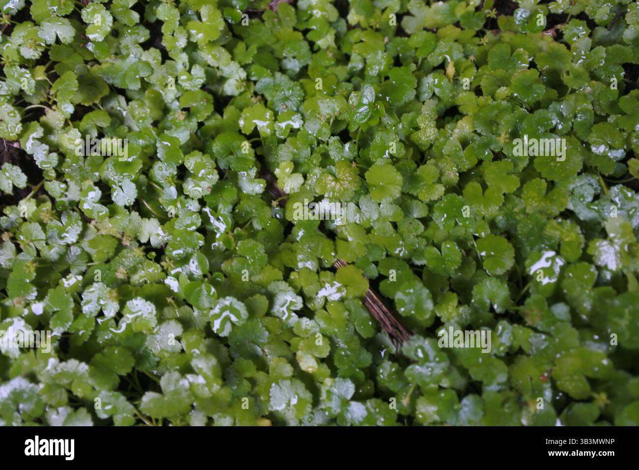 Hydrocotyle sibthorpioides is a low maintenance ground cover plant that thrives in moist environments.  too much sunlight can cause stress to plants, Stock Photo
