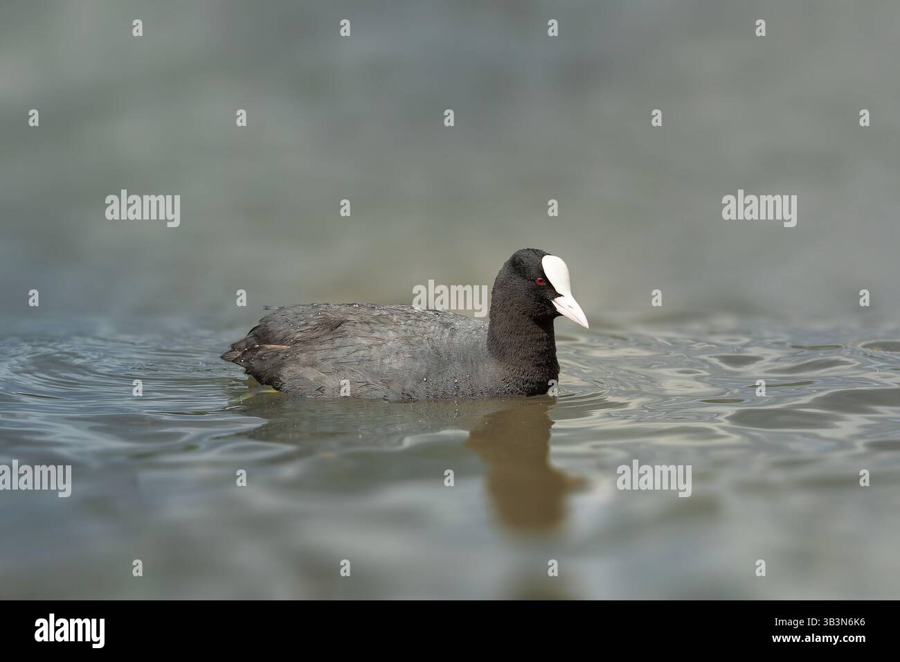 Most Streamlined Bird Graceful loon bird gliding across calm water, captured in profile with ...