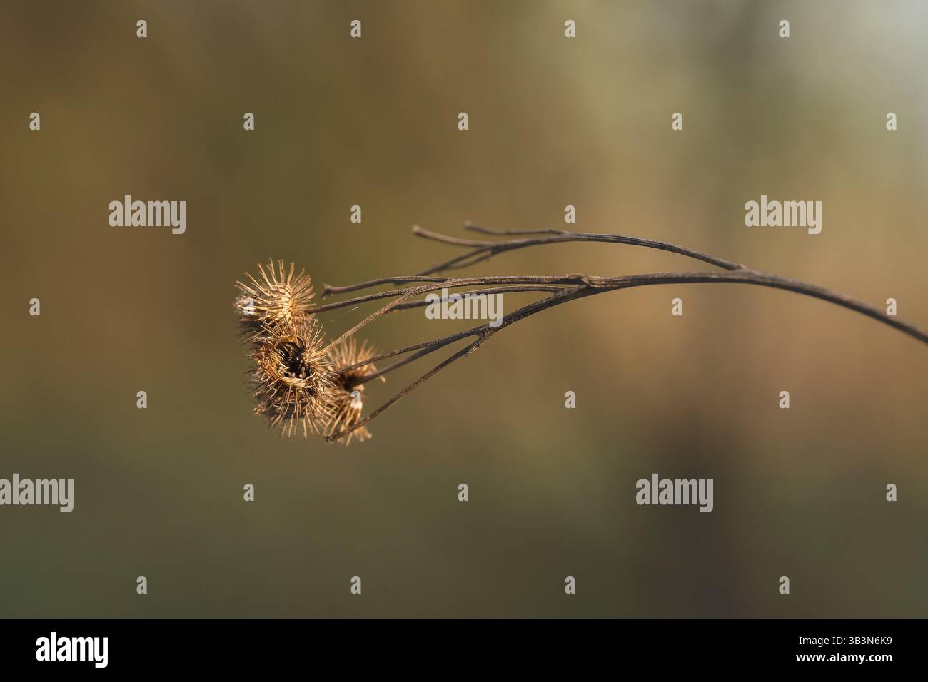 Close-up of dried burdock plant on thin branch with soft, blurred background displaying visible moire pattern. Image captures intricate natural textur Stock Photo