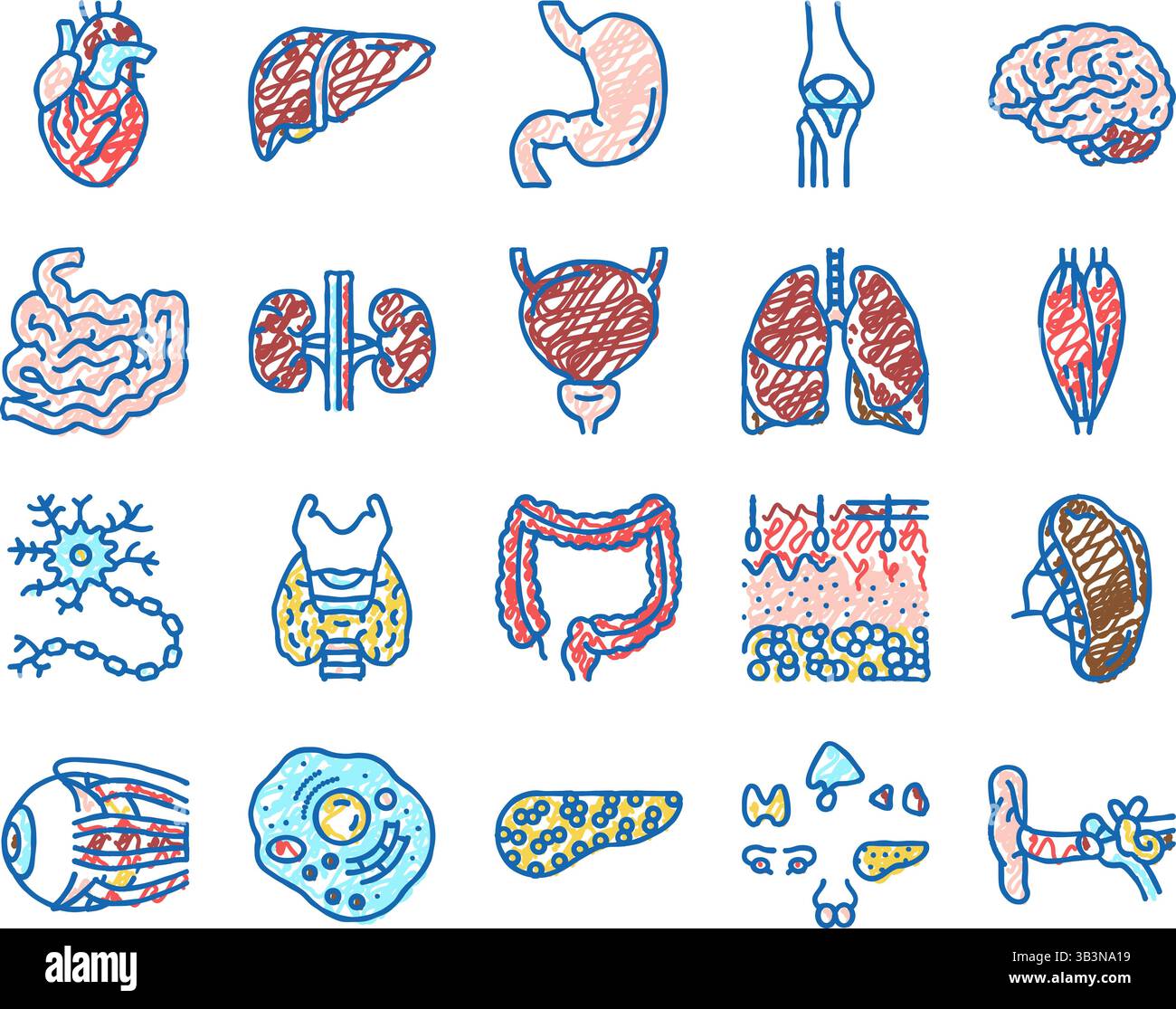 Human Internal Organ Anatomy Icons hand drawn Stock Vector Image & Art ...