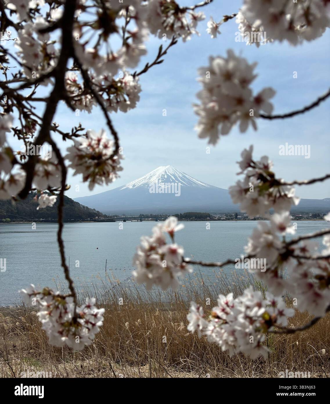 Mt Fuji through the Sakura Stock Photo