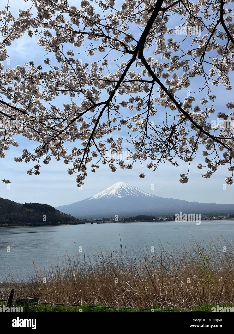 Sakura Season at Mt Fuji Stock Photo