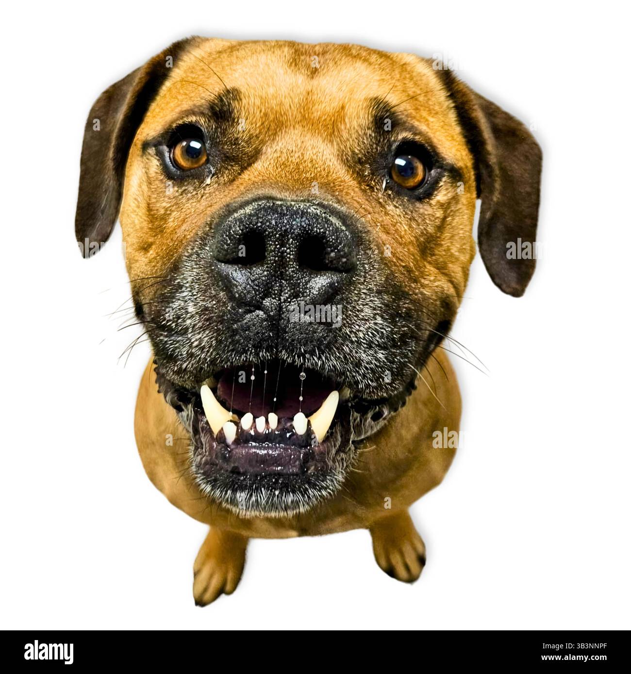 Big Softie: Up-close portrait of a drooling, snaggletoothed mixed breed dog with soulful eyes and a gentle gaze, captured in expressive detail to show Stock Photo