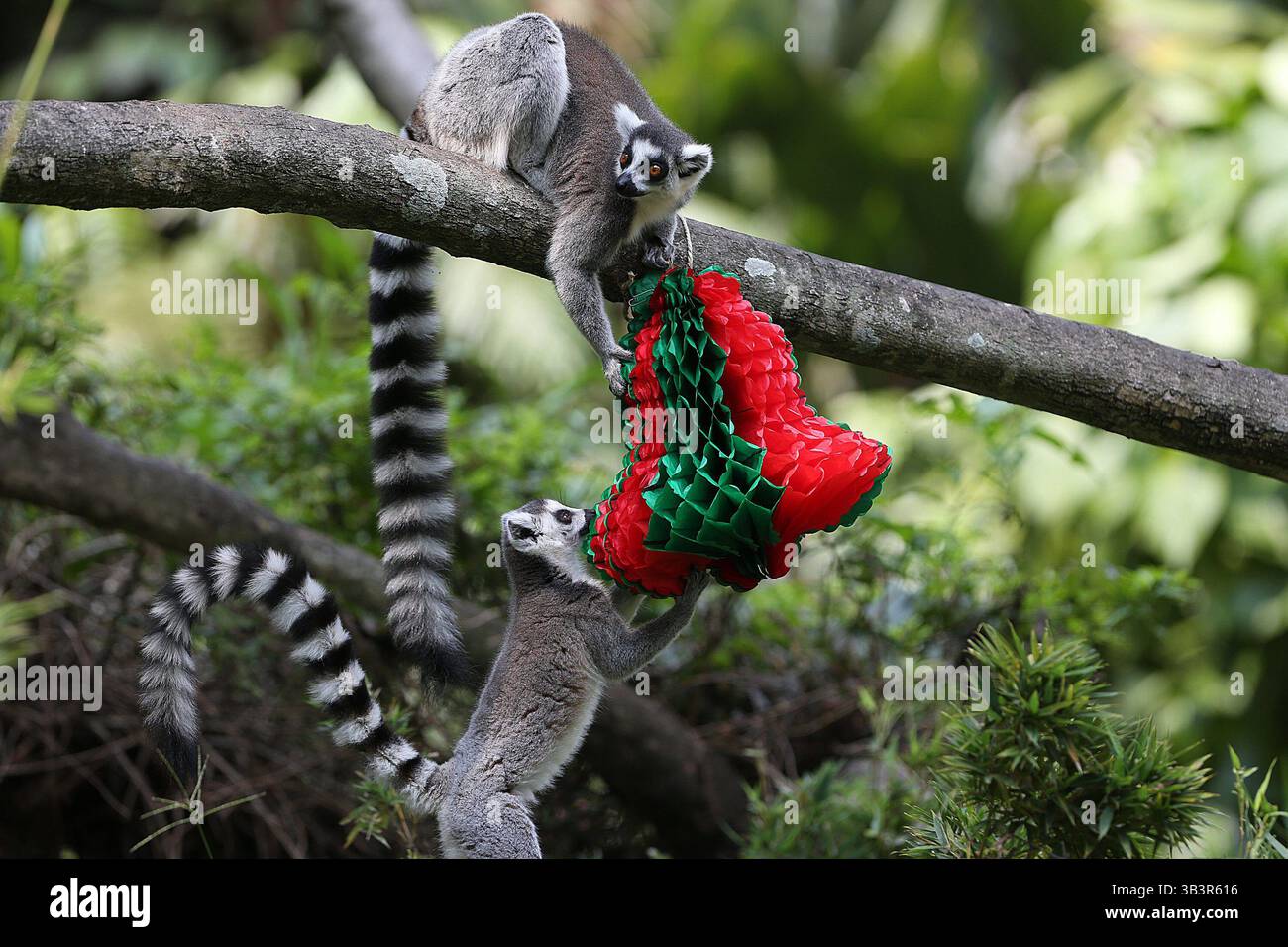 Carnes de animales hi-res stock photography and images - Alamy