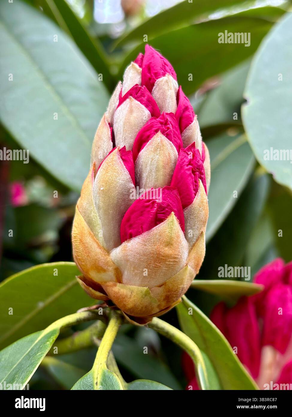 Rhododendron Bud before flowering - Smartphone Captured Stock Image
