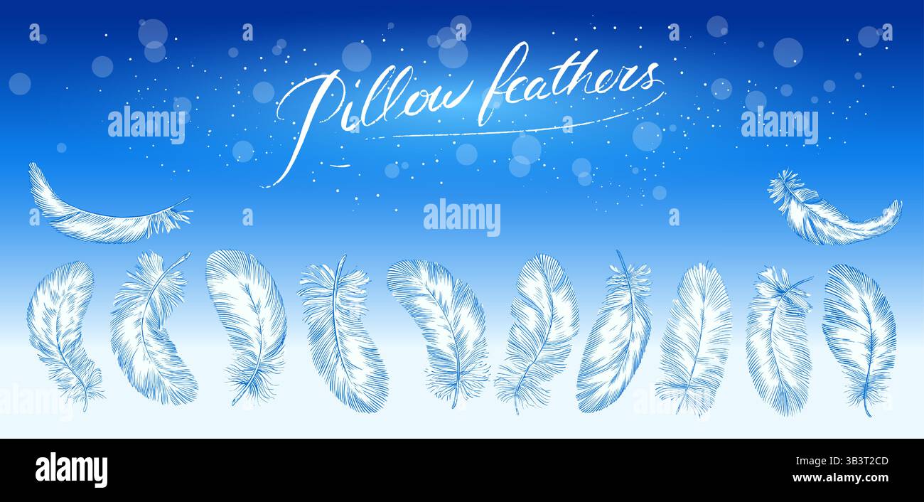 Feathers on white background. Hand drawn black fluffy feathers. Line ...