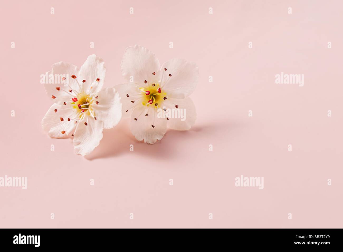 Two spring flowers with delicate petals bloom on a soft pink background close-up Stock Photo