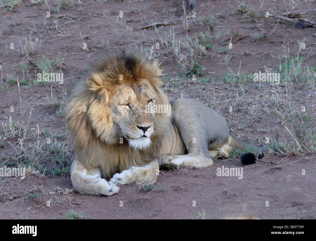 Ngorongoro, tanzania - nov 6, 2022 - male lion resting on the dry ...