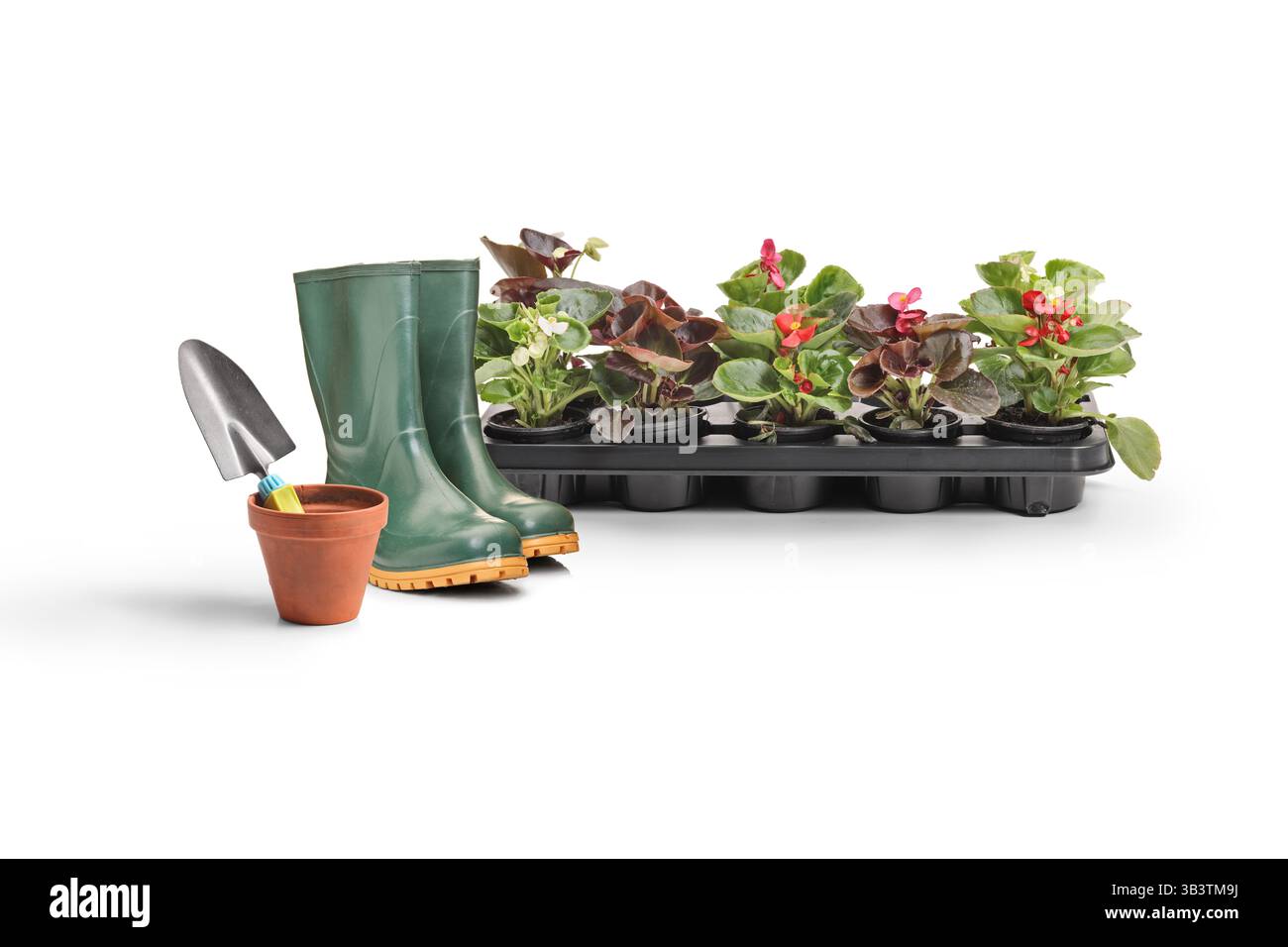 Garden boots and flowers for planting on a tray isolated on white background Stock Photo