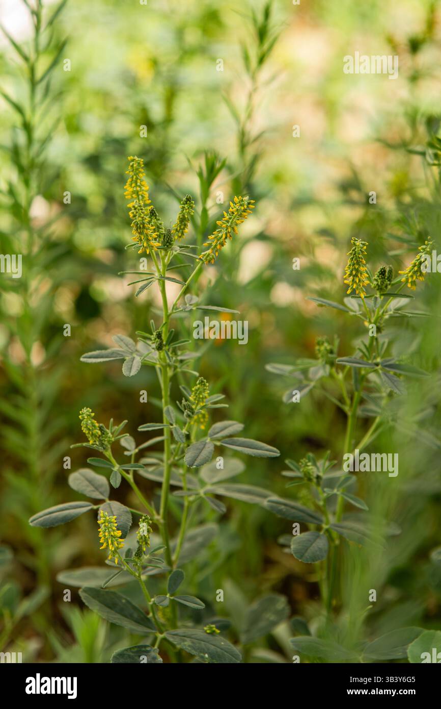 Yellow sweet clover, Melilotus officinalis growing in a wildflower garden in California ; USA Stock Photo