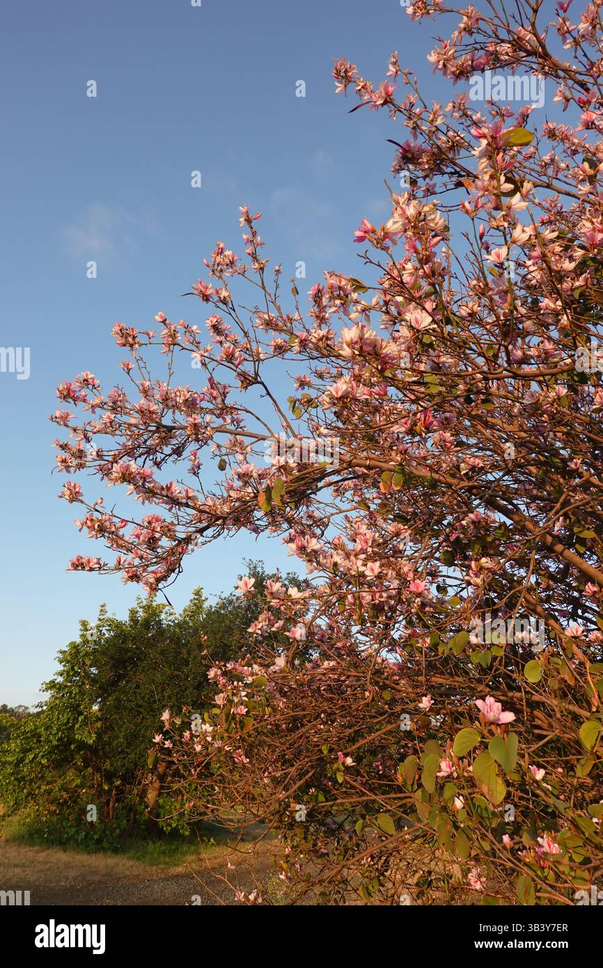 Bauhinia variegata tree flowering on a spring day in Southern California, USA Stock Photo